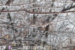Glaze ice coats trees