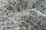 Glaze ice covers trees