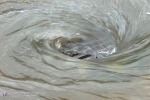 Storm drain whirlpool on flooded street