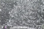 Trees in heavy snow