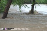 Trees surrounded by floodwater