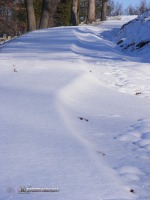 Charleston snow