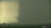 Cows next to a large tornado at Bennington, Kansas, May 28, 2013