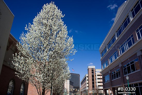 Springtime flowering trees in downtown Charleston