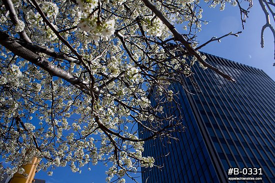 Springtime flowering trees in downtown Charleston