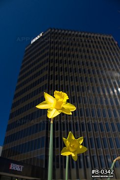 Springtime flowers in downtown Charleston
