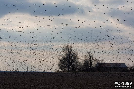 Blackbird flock over fields 6
