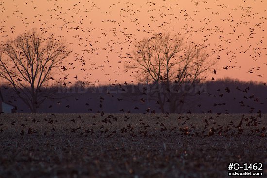 Blackbird migration at sunset