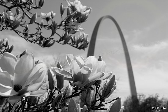St. Louis Arch and spring flowers, black and white