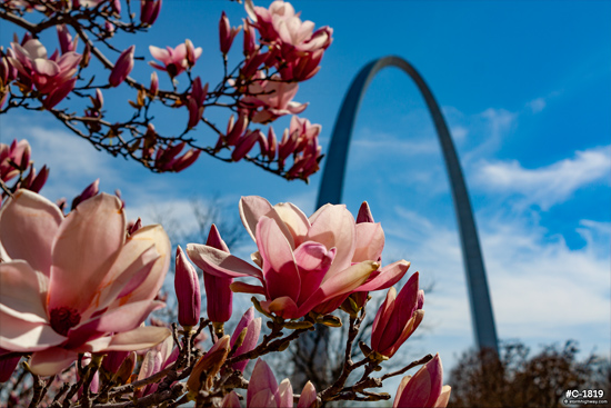 St. Louis Arch and spring flowers