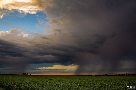 Rain shafts from showers along a cold front move across the Illinois prairies at sunset
