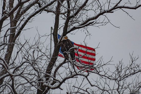 Bald eagle perched with American Flag