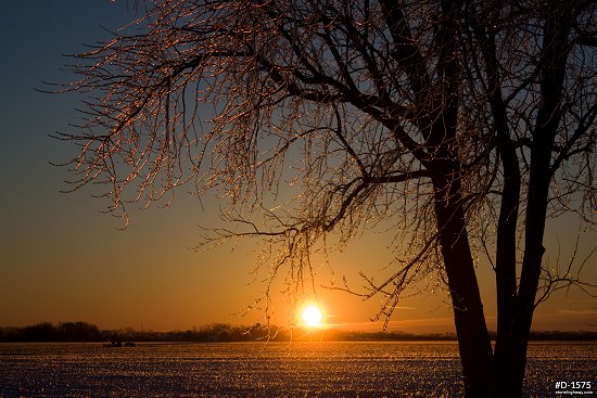 Golden prairie sunrise with trees after an ice storm
