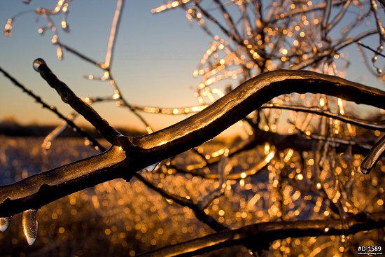 Thick icing on a tree branch with a golden sunrise after an ice storm