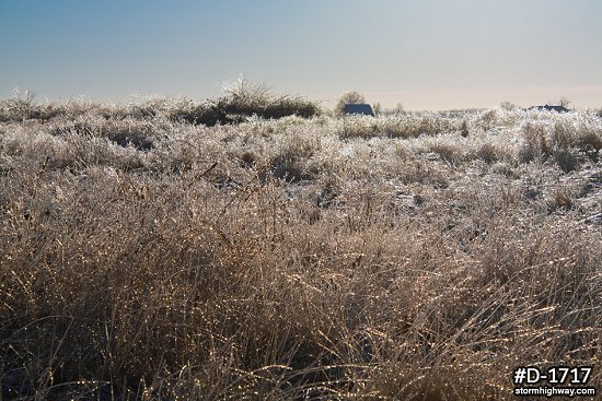 Glazed and glimmering vegetation in sunlight after an ice storm