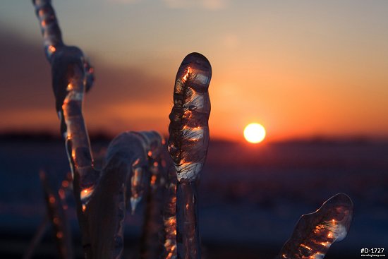 Thick ice on grass with sunset