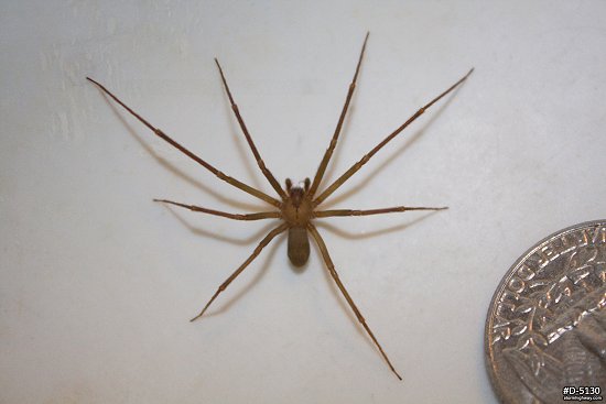 Large Brown Recluse spider 2