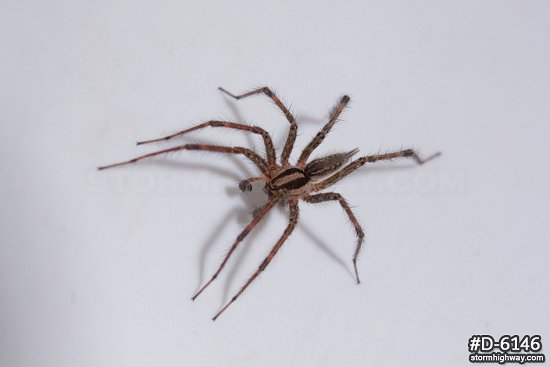 CATEGORY: Funnel Weaver Spiders (Agelenidae)