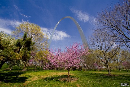 Blooming spring trees with the Gateway Arch