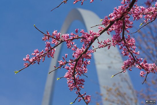 Blooming Eastern Redbud trees with the Gateway Arch